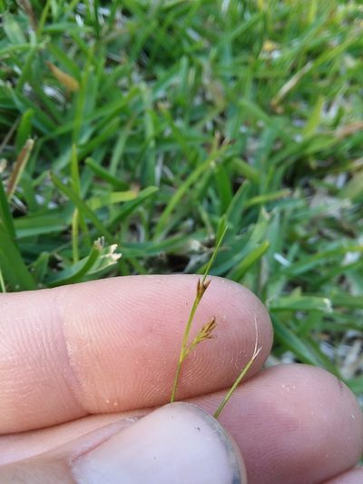 Rhynchospora pusilla, photographed by Will McFarland
