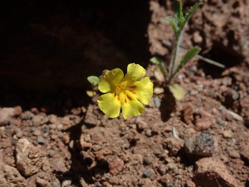 Diplacus parryi, photographed by Mitch Van Dyke