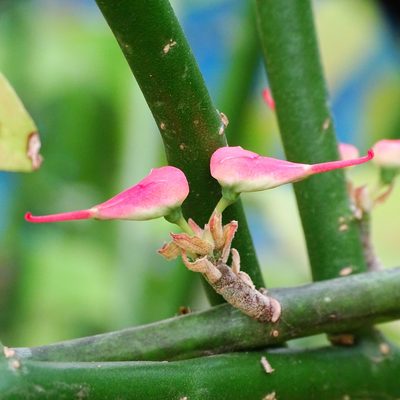 Euphorbia tithymaloides, photographed by renjus box