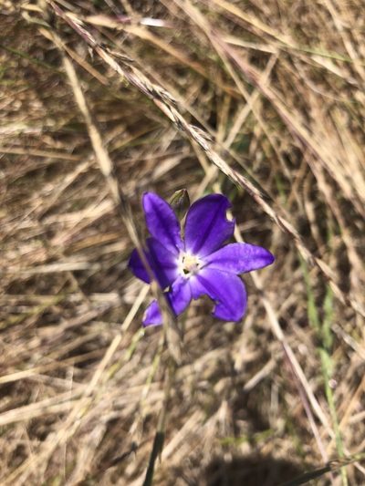 Brodiaea filifolia, photographed by Stevie Steele