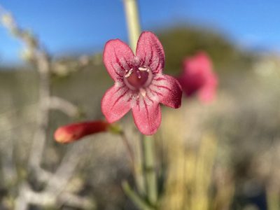Penstemon utahensis, photographed by Matt Berger