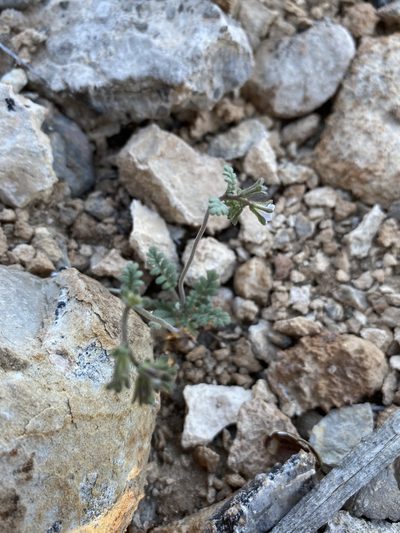 Phacelia affinis, photographed by Matt Berger