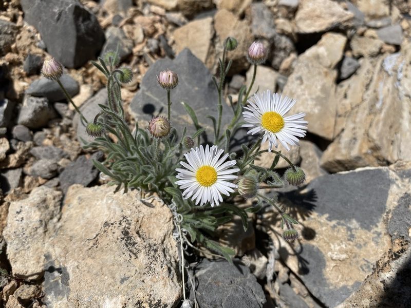 Erigeron concinnus, photographed by Matt Berger