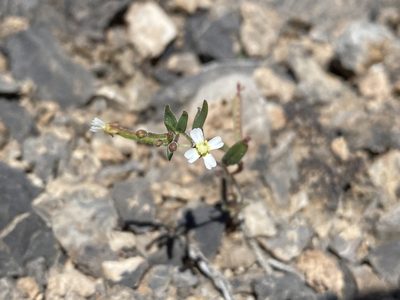Chylismiella pterosperma, photographed by Matt Berger