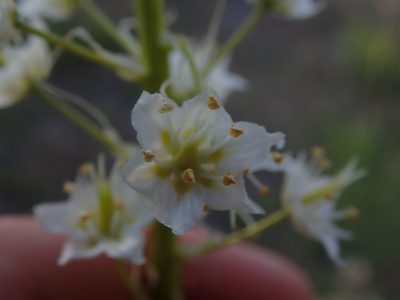 Toxicoscordion paniculatum, photographed by Mitch Van Dyke