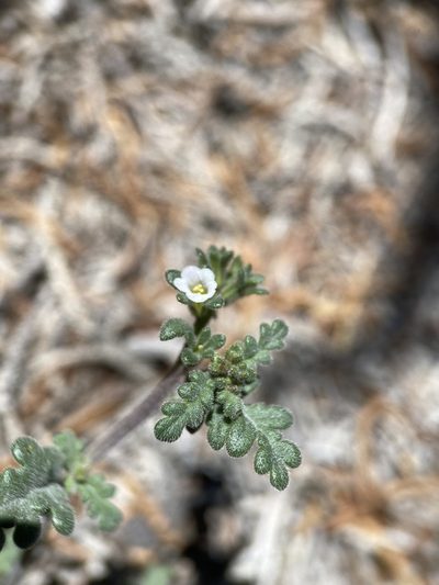 Phacelia affinis, photographed by Matt Berger