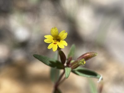 Erythranthe rubella, photographed by Matt Berger