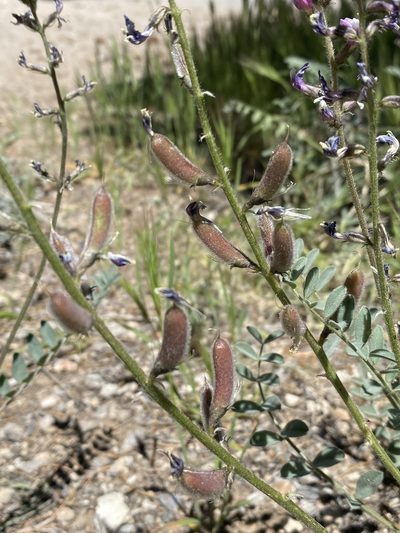 Astragalus minthorniae, photographed by Matt Berger