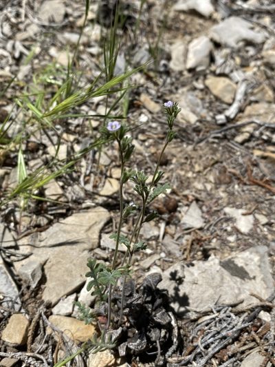 Phacelia affinis, photographed by Matt Berger