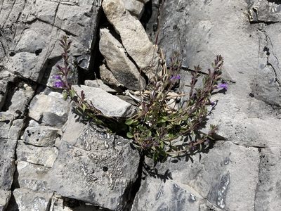 Hedeoma nana, photographed by Matt Berger