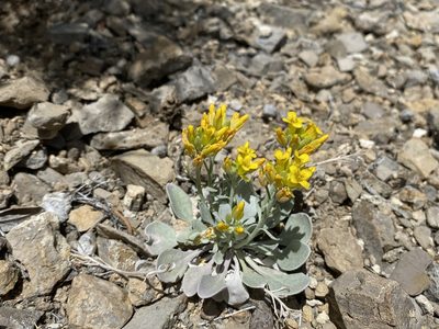 Physaria chambersii, photographed by Matt Berger