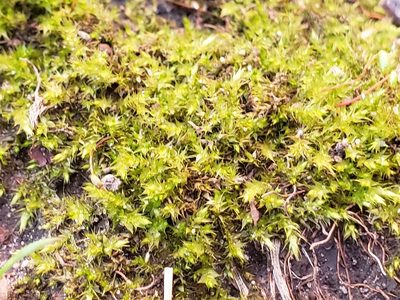 Rhynchostegium serrulatum, photographed by Tyler Bishop
