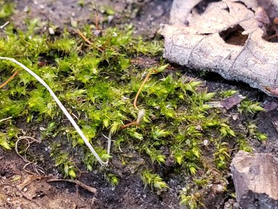 Rhynchostegium serrulatum, photographed by Tyler Bishop
