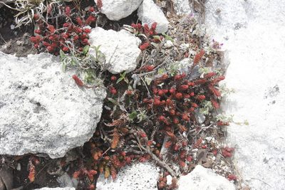 Sedum moranense, photographed by Juan Cruzado Cortés