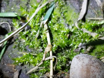 Rhynchostegium serrulatum, photographed by Tyler Bishop