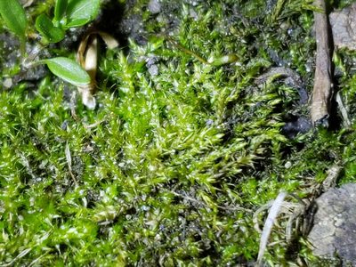 Rhynchostegium aquaticum, photographed by Tyler Bishop