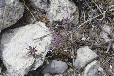 Hedeoma costata, photographed by Juan Cruzado Cortés