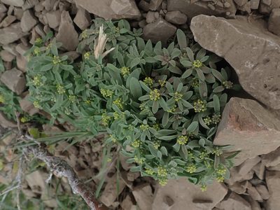 Alyssum szovitsianum, photographed by Mitch Van Dyke