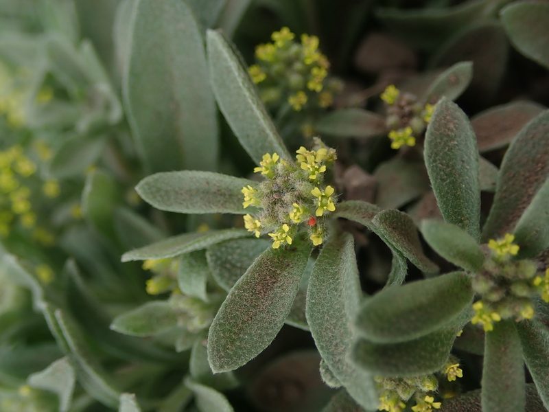 Alyssum szovitsianum, photographed by Mitch Van Dyke