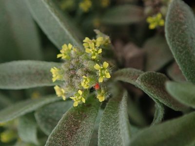 Alyssum szovitsianum, photographed by Mitch Van Dyke