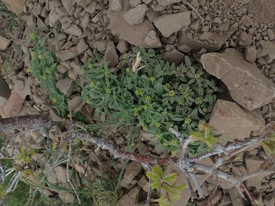 Alyssum szovitsianum, photographed by Mitch Van Dyke