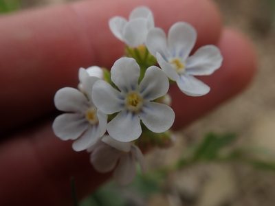 Hackelia patens, photographed by Mitch Van Dyke