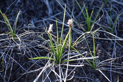 Carex rupestris, photographed by Syd Cannings