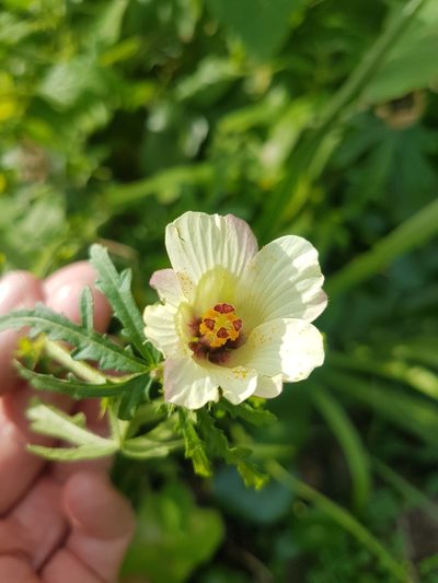 Hibiscus richardsonii, photographed by Vale Jenny Conolly
