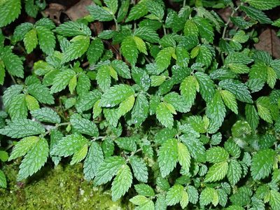 Elatostema parvum, photographed by Cynthia Su