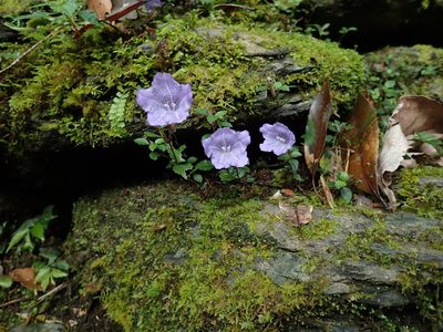 Strobilanthes rankanensis, photographed by Cynthia Su