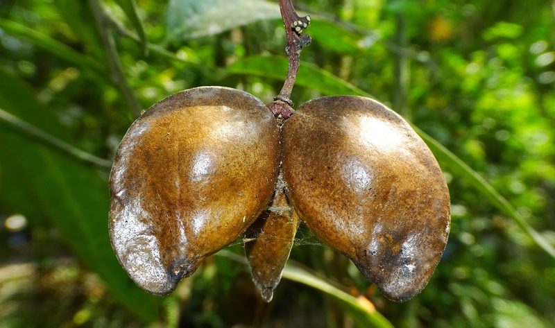Samadera indica, photographed by renjus box