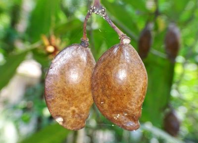 Samadera indica, photographed by renjus box
