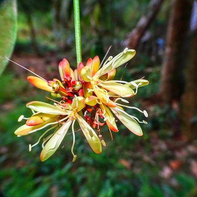 Samadera indica, photographed by renjus box