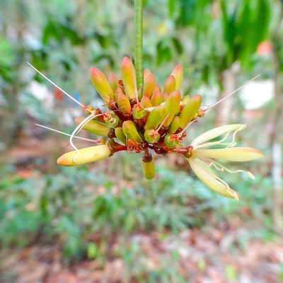 Samadera indica, photographed by renjus box