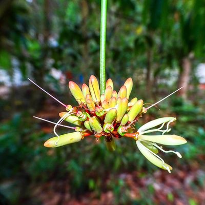 Samadera indica, photographed by renjus box