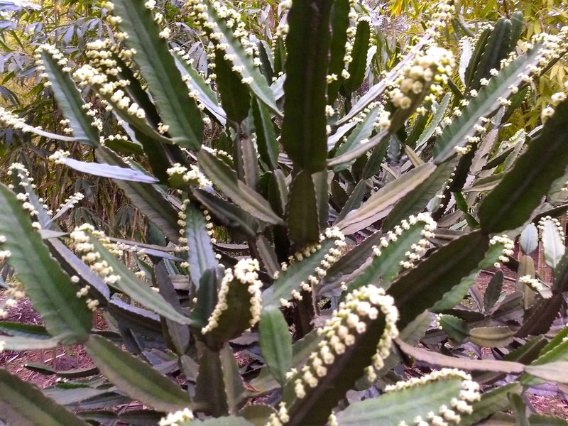 Euphorbia vajravelui, photographed by renjus box
