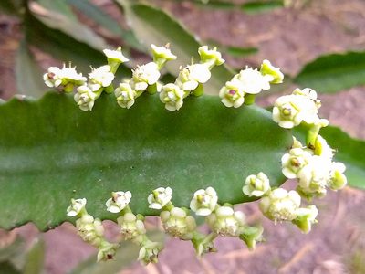 Euphorbia vajravelui, photographed by renjus box