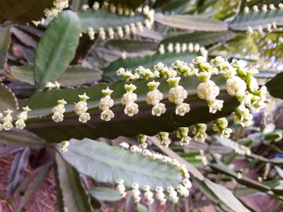 Euphorbia vajravelui, photographed by renjus box