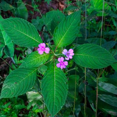 Impatiens dasysperma, photographed by renjus box