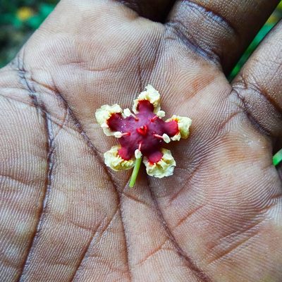 Lophopetalum wightianum, photographed by renjus box