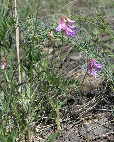 Vicia multicaulis, photographed by Oleg Kosterin