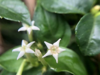 Mussaenda pubescens, photographed by 黃美滿