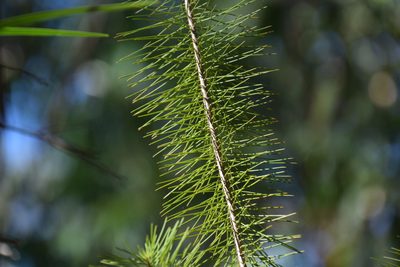 Persoonia pinifolia, photographed by Thomas Mesaglio