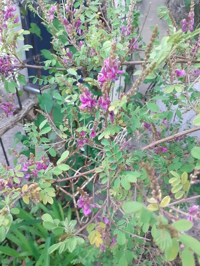 Indigofera pseudoheterantha, photographed by Charles Stirton