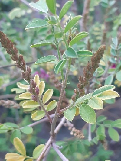 Indigofera pseudoheterantha, photographed by Charles Stirton