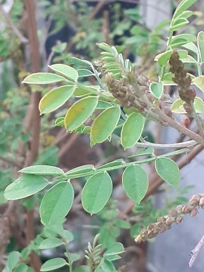 Indigofera pseudoheterantha, photographed by Charles Stirton