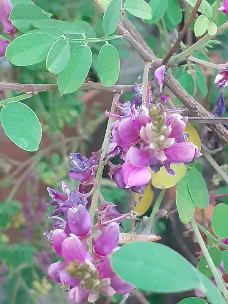 Indigofera pseudoheterantha, photographed by Charles Stirton