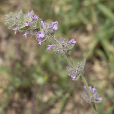 Micromeria nervosa, photographed by Anna C