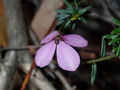 Tetratheca ericifolia, photographed by Thomas Mesaglio