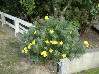 Euryops pectinatus, photographed by Doug Miller